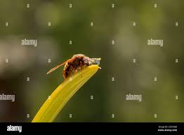 Attēlu rezultāti vaicājumam “Cimbex luteus”