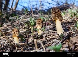 Attēlu rezultāti vaicājumam “Morchella esculenta”