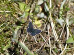Attēlu rezultāti vaicājumam “Cupido minimus underside”