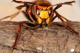 Attēlu rezultāti vaicājumam “Vespa crabro”