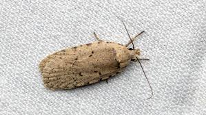 Attēlu rezultāti vaicājumam “Depressariidae”