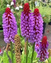 Attēlu rezultāti vaicājumam “Primula veris var. rubra”