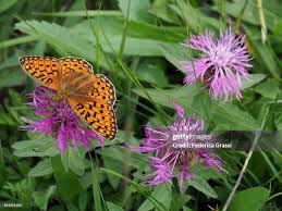 Attēlu rezultāti vaicājumam “Clossiana selene”