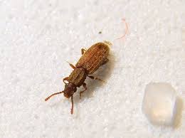 Attēlu rezultāti vaicājumam “Latridiidae”