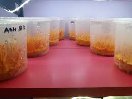 Attēlu rezultāti vaicājumam “Cordyceps polyarthra”