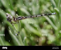 Attēlu rezultāti vaicājumam “Enallagma cyathigerum”