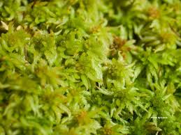 Attēlu rezultāti vaicājumam “Sphagnum girgensohnii”