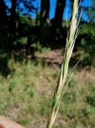 Attēlu rezultāti vaicājumam “Elymus caninus”