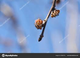 Attēlu rezultāti vaicājumam “Ulmus glabra flower”