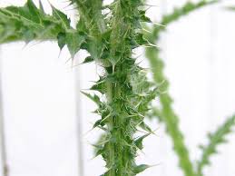 Attēlu rezultāti vaicājumam “Carduus crispus”