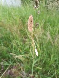 Attēlu rezultāti vaicājumam “Dactylis glomerata subsp. glomerata”