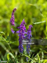 Attēlu rezultāti vaicājumam “Vicia cracca flower”