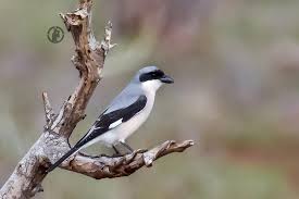 Image result for Lanius minor