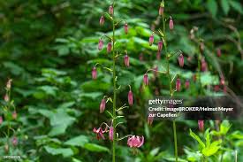Attēlu rezultāti vaicājumam “Lilium martagon bud”