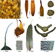 Attēlu rezultāti vaicājumam “Encalypta”