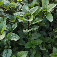 Image result for Mentha piperita