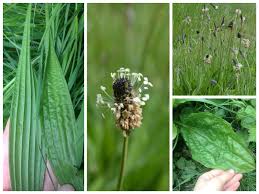 Attēlu rezultāti vaicājumam “Plantago lanceolata leaf”