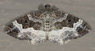 Attēlu rezultāti vaicājumam “Epirrhoe”