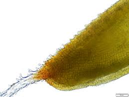 Attēlu rezultāti vaicājumam “Syntrichia”