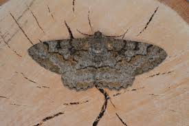 Attēlu rezultāti vaicājumam “Alcis repandata”