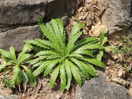 Attēlu rezultāti vaicājumam “Carlina biebersteinii leaf”