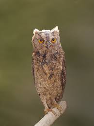 Image result for Otus scops