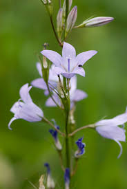 Image result for Campanula rapunculus