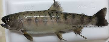 Image result for Salmo pellegrini