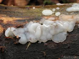 Attēlu rezultāti vaicājumam “Exidia thuretiana”