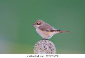 Image result for Lanius isabellinus