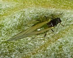 Attēlu rezultāti vaicājumam “Rhopalosiphum oxyacanthae”