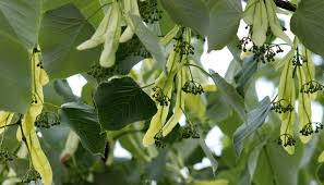 Attēlu rezultāti vaicājumam “Tilia”