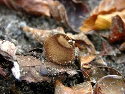 Attēlu rezultāti vaicājumam “Humaria hemisphaerica”