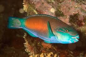 Image result for Scarus rubroviolaceus