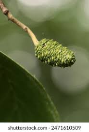 Attēlu rezultāti vaicājumam “Alnus incana bud”