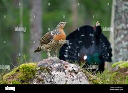 Attēlu rezultāti vaicājumam “Tetrao urogallus female”