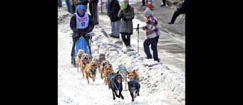 Image result for Team Ice Fire British Sled Dog Racing Team