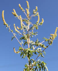 Attēlu rezultāti vaicājumam “Ambrosia artemisiifolia”