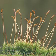 Attēlu rezultāti vaicājumam “Atrichum undulatum sporophyte”