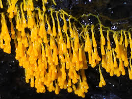 Attēlu rezultāti vaicājumam “Physaraceae”