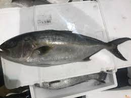 Image result for Seriola dumerili