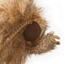 Attēlu rezultāti vaicājumam “Rusina ferruginea female”