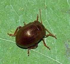 Attēlu rezultāti vaicājumam “Chrysolina staphylaea”