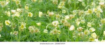 Image result for Geum rivale