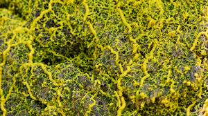 Attēlu rezultāti vaicājumam “Physarum penetrale macro”