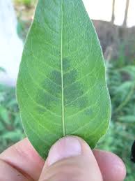 Attēlu rezultāti vaicājumam “Persicaria lapathifolia leaf”