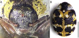 Attēlu rezultāti vaicājumam “Anthrenus sp.”