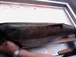 Image result for Oncorhynchus tshawytscha