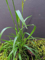 Attēlu rezultāti vaicājumam “Luzula multiflora fruit”