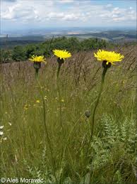Attēlu rezultāti vaicājumam “Hypochaeris maculata”